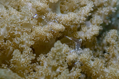 Ancylomenes holthuisi