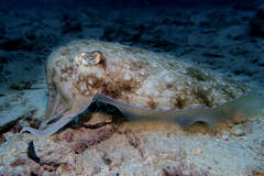 Sepia latimanus