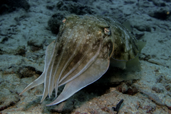 Sepia latimanus