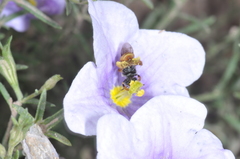 Lanthanomelissa parva