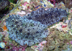 Dendrodoris albopurpura image