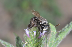 Tapinotaspis chalybaea