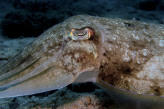 Sepia latimanus