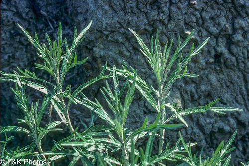 Artemisia unalaskensis iNat (1)