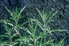 Artemisia tilesii