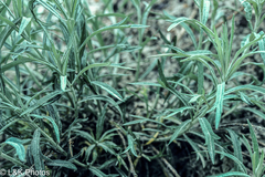 Artemisia tilesii
