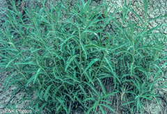 Artemisia tilesii