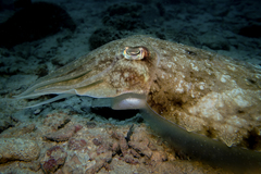 Sepia latimanus