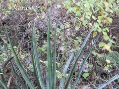 Agave difformis