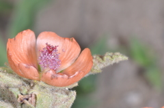 Sphaeralcea cordobensis