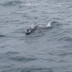 Sagmatias obliquidens