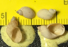 Succinea oregonensis