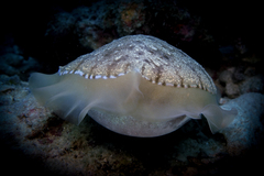 Sepia latimanus