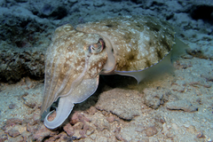 Sepia latimanus