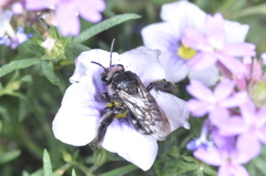 Tapinotaspis chalybaea