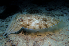 Sepia latimanus