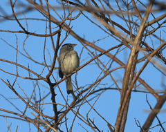 Coryphospingus pileatus