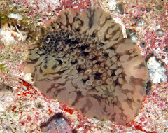 Dendrodoris albopurpura image
