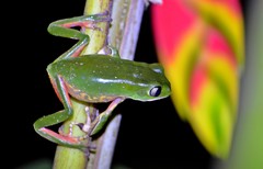 Phyllomedusa distincta