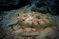 Sepia latimanus