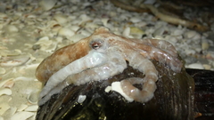 Octopus joubini