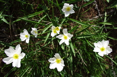 Ranunculus kuepferi