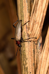 Otocerus flavolineatus