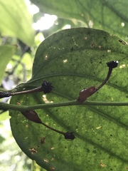 Smilax domingensis