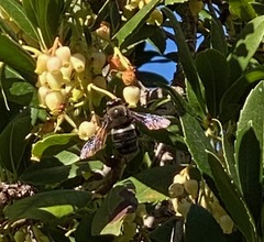 Xylocopa californica diamesa