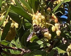 Xylocopa californica diamesa