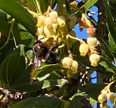 Xylocopa californica diamesa