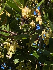 Xylocopa californica diamesa