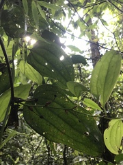 Smilax domingensis
