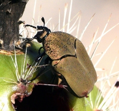 Hologymnetis cinerea