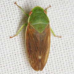 Acusana