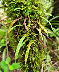 Notogrammitis angustifolia nothofageti