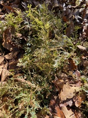 Selaginella uncinata