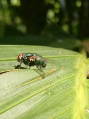 Chrysomya megacephala