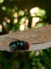 Chrysomya megacephala