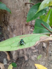 Chrysomya megacephala