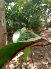 Chrysomya megacephala