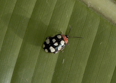 Alagoasa bipunctata perennis
