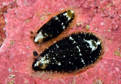 Dendrodoris coronata image