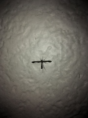 Anstenoptilia