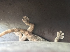 Gekko japonicus