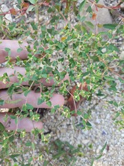 Euphorbia villifera