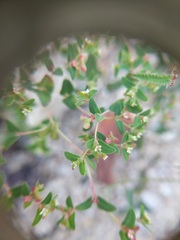 Euphorbia villifera