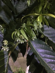 Cananga odorata