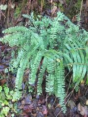 Adiantum aleuticum aleuticum