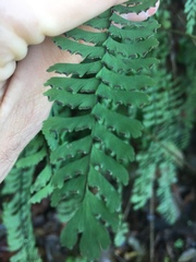 Adiantum aleuticum aleuticum